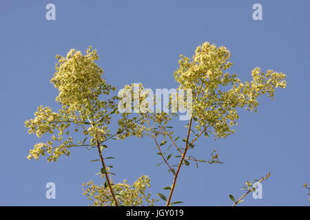 Rami fioriti di henna tree (lawsonia inermis), il Regno del Bahrein Foto Stock