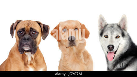 Tre diversi cani adulti isolati su sfondo bianco Foto Stock