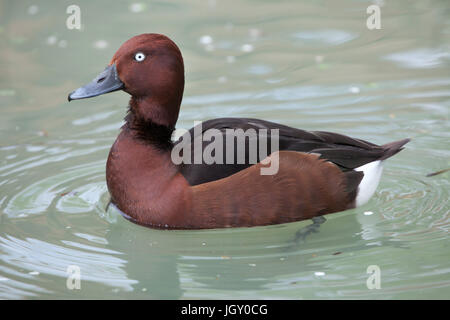 Moretta tabaccata (Aythya nyroca), noto anche come il pochard ferruginosa. Foto Stock