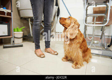 Cocker Spaniel seduto sul pavimento cercando fino a groomer con in cane toelettatura Foto Stock