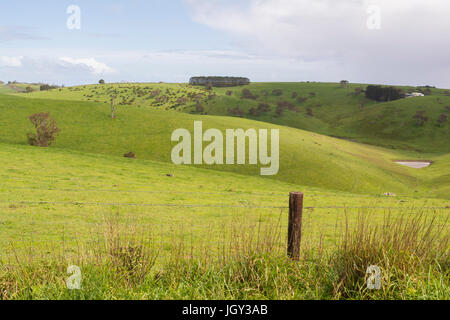 Agricoltura casuale i campi sul verde delle colline nella penisola di Fleurieu, Sud Australia. Foto Stock