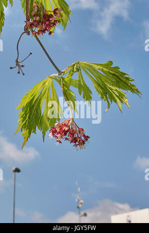 Acer japonicum Foto Stock