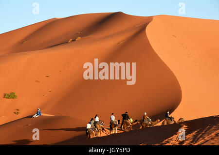 Camel caravan, Sahara, Marocco Foto Stock