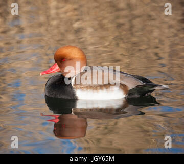 Rosso-crested pochard Foto Stock