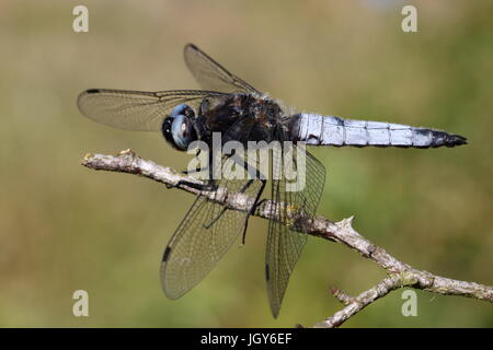 Scarseggia Chaser Dragonfly (Blue Lagoon Nature Reserve, Milton Keynes, Luglio 2015) Foto Stock