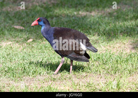 Un Australasian (viola) Swamphen (Porphyrio porphyrio bellus) vicino ad un lago a Perth in Australia Occidentale Foto Stock