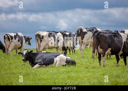 Francia, Région Normandie (ancienne Basse Normandie), Manche, Baie du Mont Saint Michel, Ardevon, élevage bovin, agricoltura, vaches prim holstein Photo Gilles Targat Foto Stock