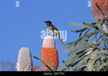 New Holland honeyeater (phylidonyris novaehollandiae longirostris) appollaiato su un fiore banksia vicino a dwellingup in Australia occidentale Foto Stock