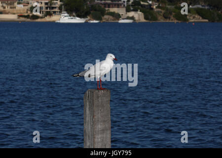 Un gabbiano argento (chroicocephalus novaehollandiae) appollaiato su un palo di legno nel fiume Swan vicino a Perth in Australia occidentale Foto Stock