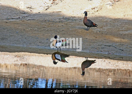 Una coppia di australian shelducks (Tadorna tadornoides) riflessa nella luce del mattino in un lago in dryandra boschi in Australia occidentale Foto Stock