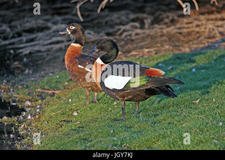 Una coppia di australian shelducks (Tadorna tadornoides) da in un lago vicino a Perth in Australia occidentale Foto Stock