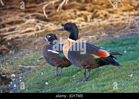 Una coppia di australian shelducks (Tadorna tadornoides) da in un lago vicino a Perth in Australia occidentale Foto Stock