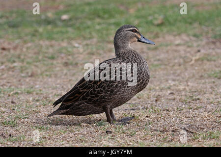 Una femmina di pacific black duck (Anas superciliosa) in un parco a Perth in Australia occidentale Foto Stock