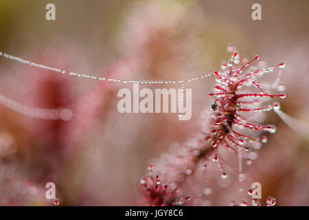 Lasciava oblunga sundew con fili di ragno e gocce di rugiada Foto Stock