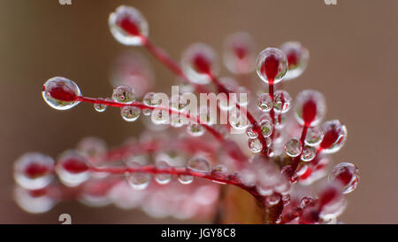 Close-up di immagine i tentacoli sul congedo di forma oblunga-lasciava sundew, guarnita con le secrezioni appiccicose, che coprono le loro lamine, per attrarre e circuire insetti per la loro digestione Foto Stock