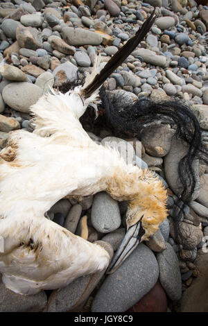 Un Northern Gannet, Morus bassanus uccisi dopo essere stati catturati in scartato attrezzi di pesca su Newgale Sands, Pembrokeshire, Wales, Regno Unito. Foto Stock