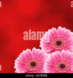 Pink gerbera fiore close up, isolato gradiente dello sfondo Foto Stock