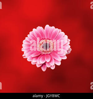 Pink gerbera fiore close up, isolato gradiente dello sfondo Foto Stock