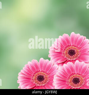 Pink gerbera fiore close up, isolato gradiente dello sfondo Foto Stock