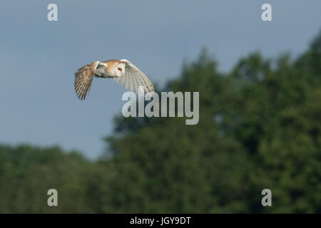 Il barbagianni, Tyto alba, volando sul campo in mattina presto alla ricerca di cibo. Norfolk Broads, UK. Giugno. Foto Stock