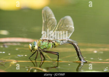 L'imperatore libellula, Anax imperator. Ovipositing femmina. Luglio. Sussex, Regno Unito. Nel giardino wildlife pond. Foto Stock