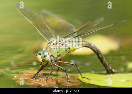 L'imperatore libellula, Anax imperator. Ovipositing femmina. Luglio. Sussex, Regno Unito. Nel giardino wildlife pond. Foto Stock