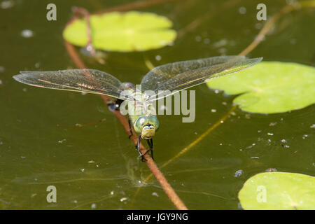 L'imperatore libellula, Anax imperator. Ovipositing femmina. Luglio. Sussex, Regno Unito. Nel giardino wildlife pond. Foto Stock