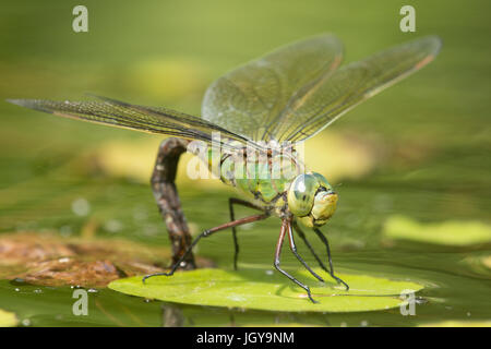 L'imperatore libellula, Anax imperator. Ovipositing femmina. Luglio. Sussex, Regno Unito. Nel giardino wildlife pond. Foto Stock