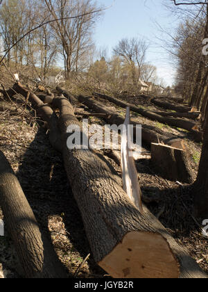 Gli alberi sono tagliati per rendere possibile una pista ciclabile estensione in Massachusetts. Foto Stock