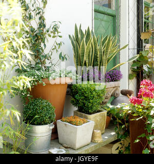 Piante in vaso in giardino Foto Stock