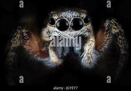 Poco jumping spider su sfondo scuro macro estreme Foto Stock