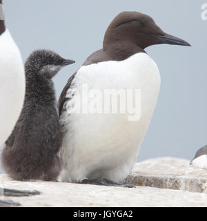 Guillemot, (Common Murre, Uria aalge), genitore e bambino, farne isole, Northumbria, Inghilterra, Regno Unito. Foto Stock