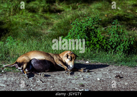 Giacente in stato di gravidanza, marrone Camerun pecore (Ovis aries) sul terreno. Foto Stock