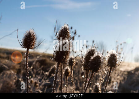 Congelati cardi winterscape Foto Stock