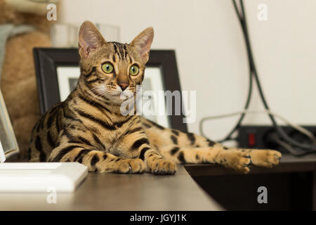 Il bengala Gatto di razza all'età di 5 mesi che giace sul comodino Foto Stock