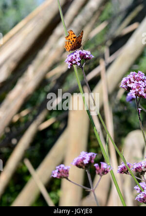 Profilo di virgola butterfly bere il nettare da piccoli fiori di verbena, sullo sfondo di pali in legno Foto Stock