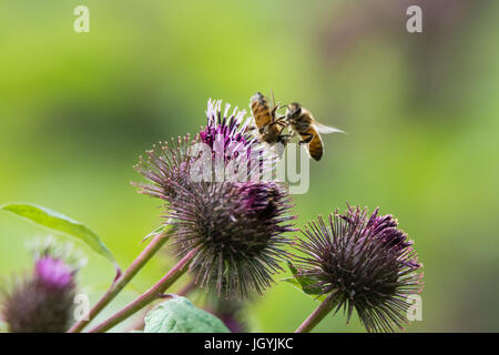 Il miele api (Apis mellifera) lotta in fiore. Insetti lottano in volo quando un concorrente atterra su un fiore con un'ape già su di esso Foto Stock