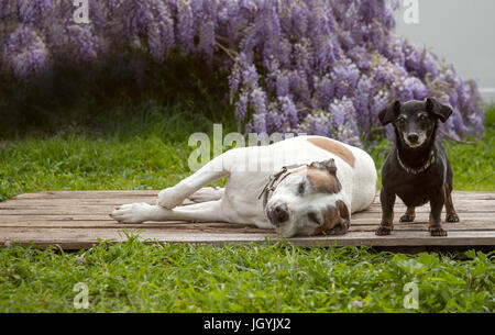 Un minuscolo mini nero cane bassotto sorge su una tavola di legno con il suo migliore amico un bianco american staffordshire terrier, noto anche come un pit bull. Foto Stock