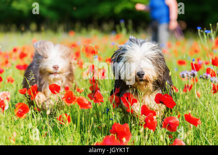 Immagine di due collies barbuto che sono in esecuzione attraverso un campo di papavero Foto Stock