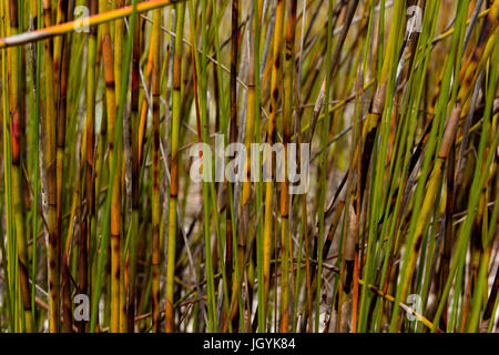 In erba naturale letto reed su Fraser Island Queensland, Australia. Foto Stock