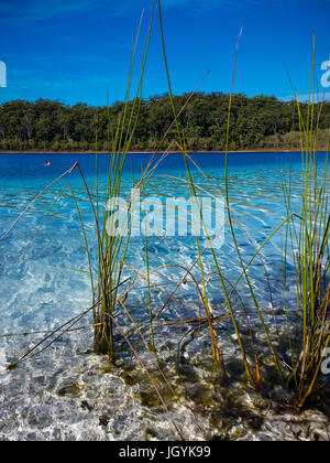 Erba Reed nelle acque cristalline di Crater Lake , Lago Mckenzie su Fraser Isalnd, Queensland, Australia. Acqua blu cielo blu. Foto Stock