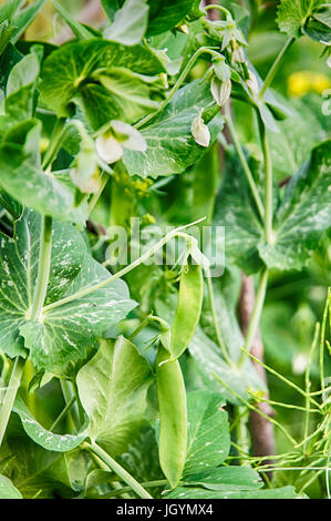 Piselli verdi in fiore nel giardino vegetale Foto Stock