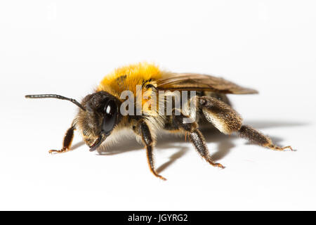 Grigio-patchato Mining bee (Andrena nitida) femmina adulta. Powys, Galles. Aprile. Foto Stock