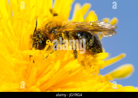 Grigio-patchato Mining bee (Andrena nitida) femmina adulta alimentazione su un fiore di tarassaco. Powys, Galles. Aprile. Foto Stock