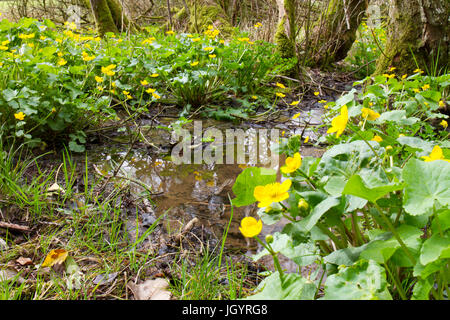 Marsh Le calendule (Caltha palustris) fioritura nel bosco umido. Powys, Galles. Aprile. Foto Stock