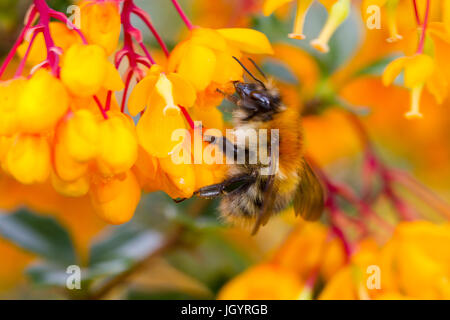 Carda comune bumblebee (Bombus pascuorum) regina adulta su alimentazione Berberis darwinii fiori in un giardino. Powys, Galles. Aprile. Foto Stock