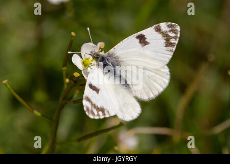 Vasca da bagno bianco (Pontia daplidice) adulto butterfly. Premio Chaîne des Alpilles, Bouches-du-Rhône, Francia. Aprile. Foto Stock