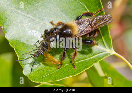 Bee-come Robberfly (Laphria sp.) adulto alimentazione su un maggiolino. Premio Chaîne des Alpilles, Bouches-du-Rhône, Francia. Aprile. Foto Stock