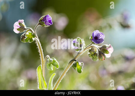 Blue Hound's-linguetta (Cynoglossum creticum) fioritura. Premio Chaîne des Alpilles, Bouches-du-Rhône, Francia. Maggio. Foto Stock