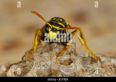 Carta wasp (Polistes sp.) femmina adulta su un nido. Premio Chaîne des Alpilles, Bouches-du-Rhône, Francia. Maggio. Foto Stock